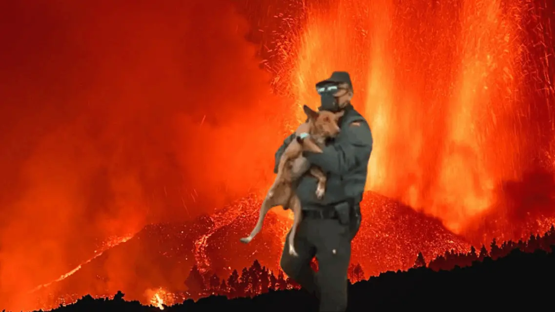 La Palma. Mascotas atrapadas piden auxilio por lava del volcán