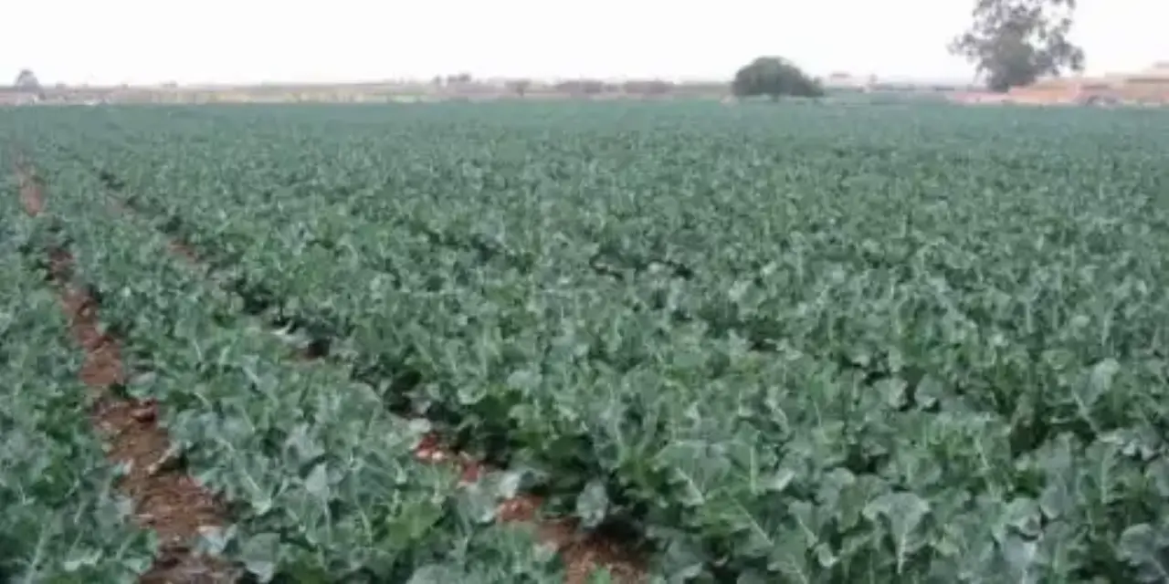 Puerto Lumbreras pagará el agua de riego 30% más cara por una mala gestión