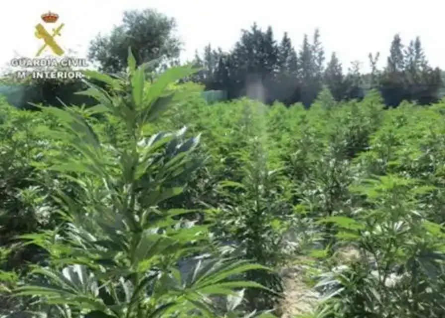 Detienen a un anciano que cultivaba “más de 600 plantitas de marihuana” en Mula