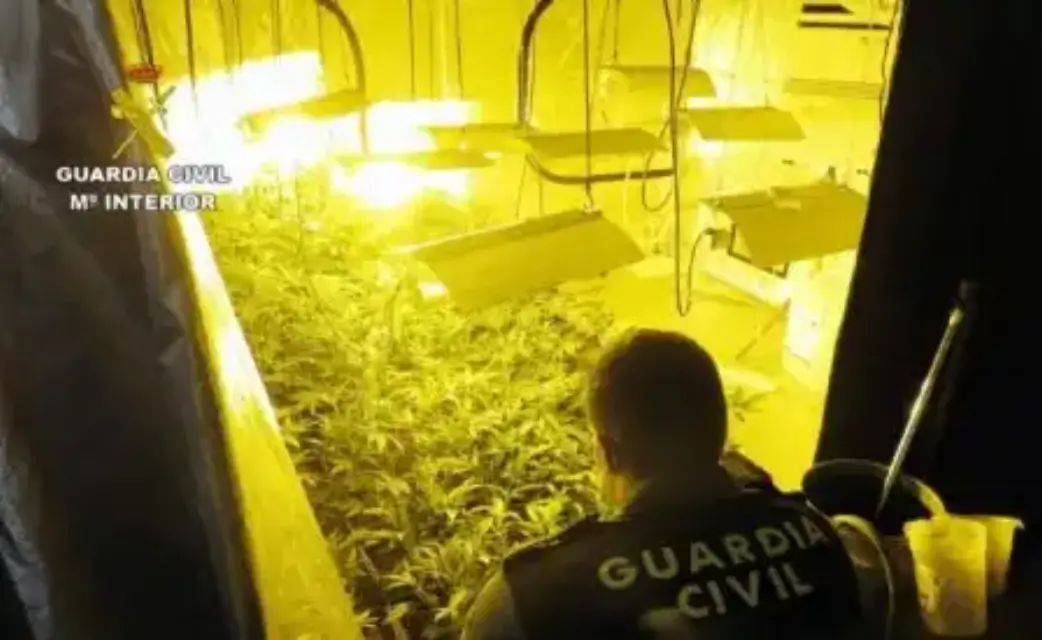 El fuerte olor a “marihuana” alertó de una plantación en un negocio de compra-venta de coches