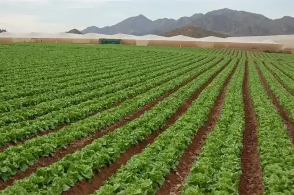 173 jóvenes murcianos son beneficiados con subvenciones otorgadas por la Comunidad para crear empresas agrarias