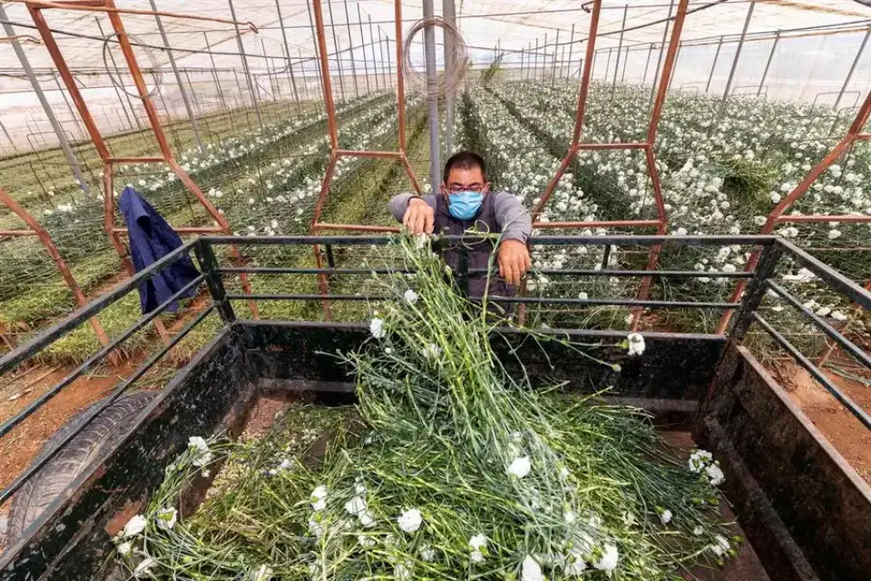 Sector de la flor cortada registró más de 20 millones en pérdidas debido a la crisis del coronavirus