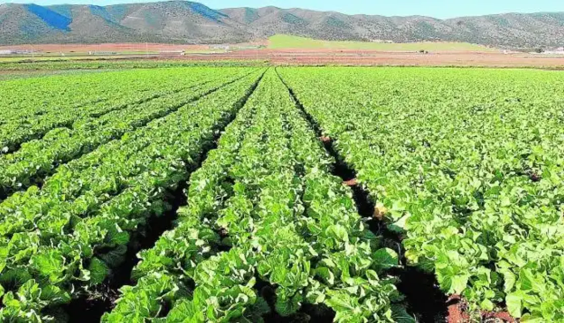 ¡Malos tiempos para la agricultura! Puerto Lumbreras pierde otra agrícola