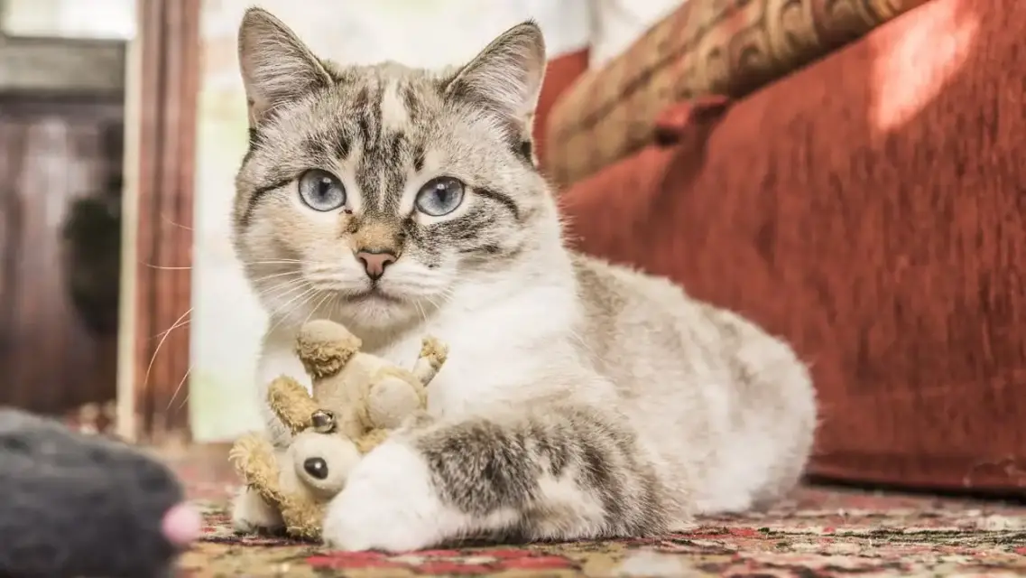 ¡Hoy se celebra el día internacional del gato!
