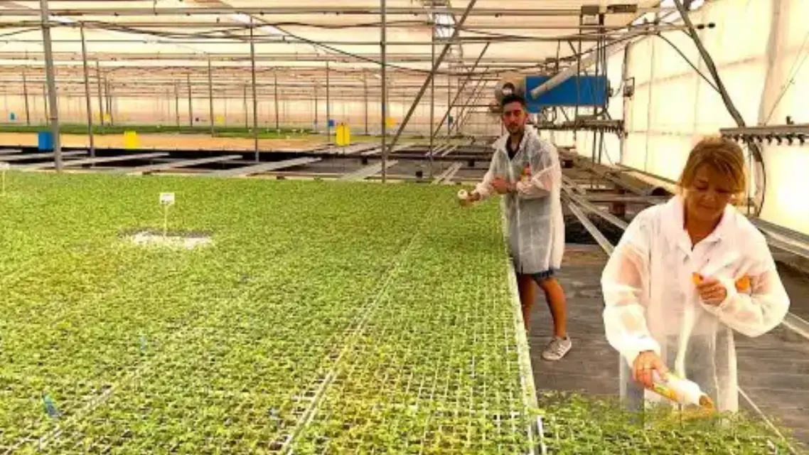 Confirman la efectividad de la suelta de Nesidiocoris como control biológico para proteger el cultivo de tomate en invernadero