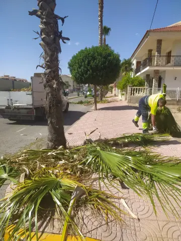 Ayuntamiento de Puerto Lumbreras realiza trabajos de fumigación en las palmeras del municipio