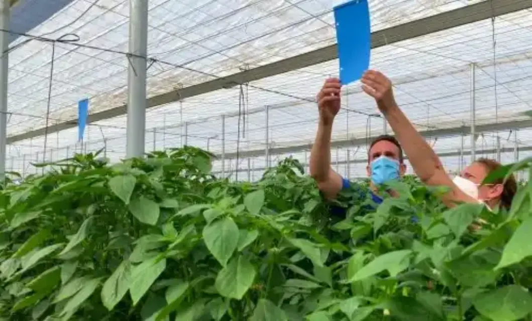 Posible crecimiento y propagación del Trips en pimiento si no se toman las medidas adecuadas