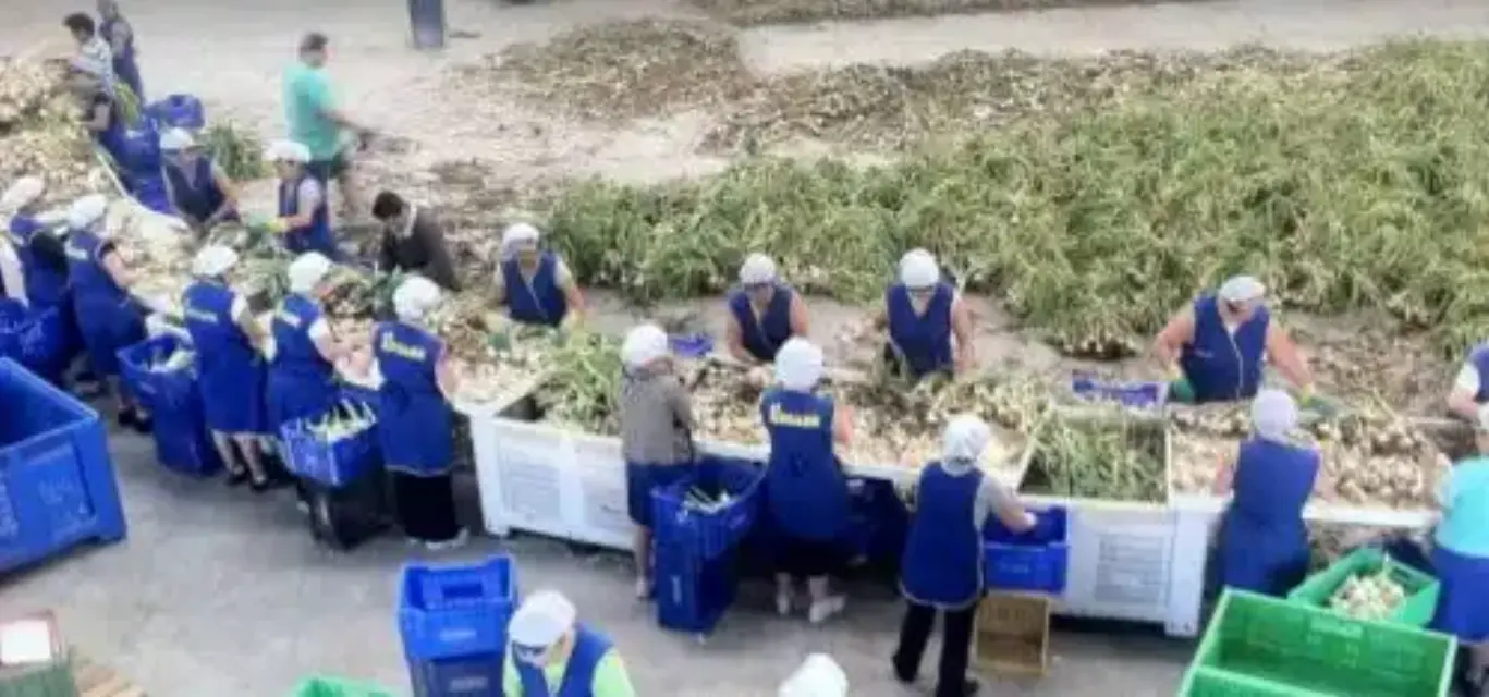 Alerta en el municipio Lorquí tras brote de Covid-19 en empresa agrícola El Regaor