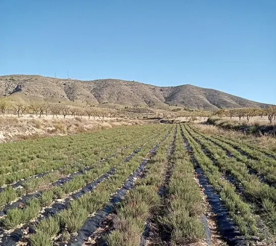 Conoce el logro de la Asociación de Productores de Plantas Aromáticas de Lorca