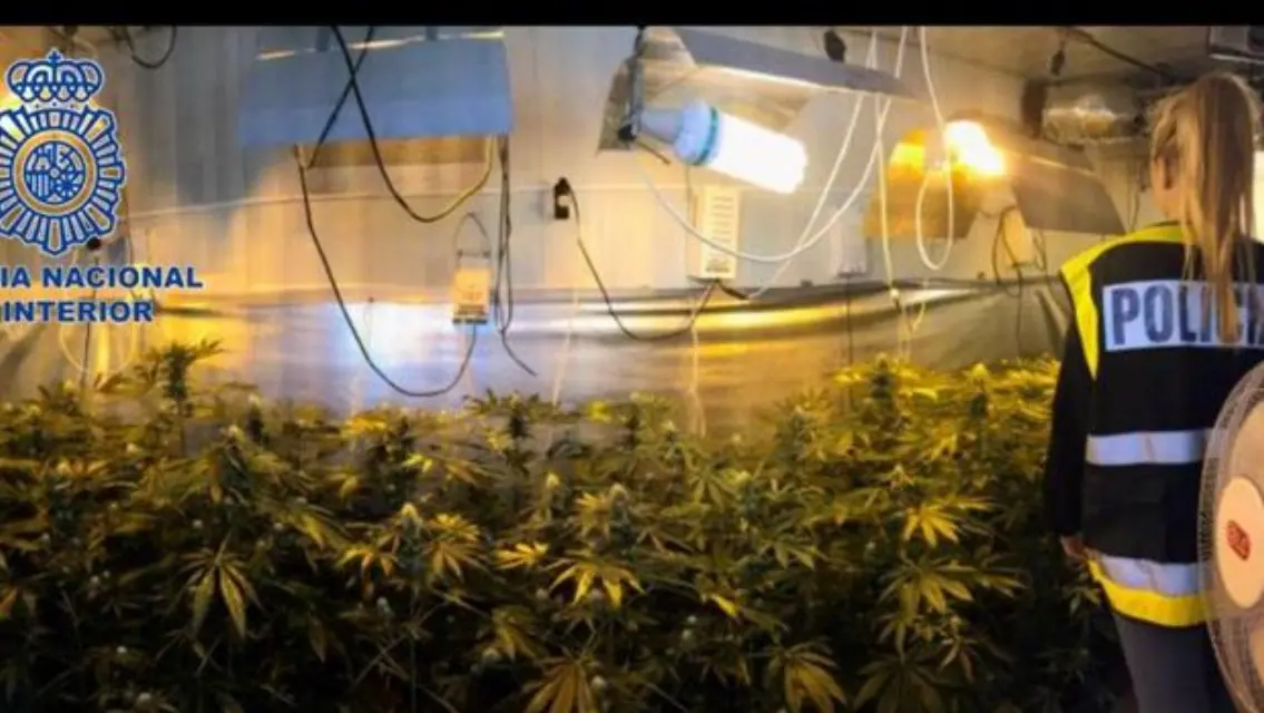 ¡Caleta! Tenía en casa un centenar de plantas de marihuana