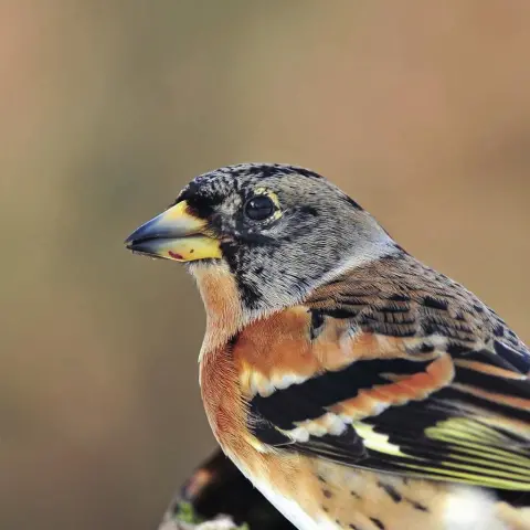 Puerto Lumbreras lanza Concurso Autonómico de Canto de Jilguero y Mixto