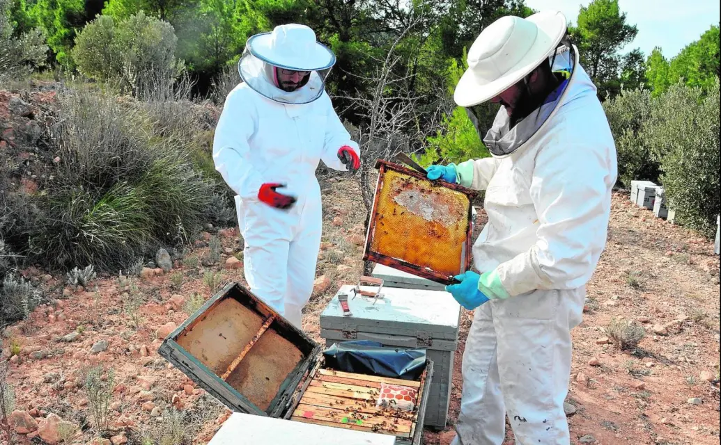 ¡Aquí¡ Recomendaciones en caso de detectar enjambres de abejas