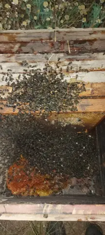 Unas 2.000 abejas fueron retiradas de la calle Selgas