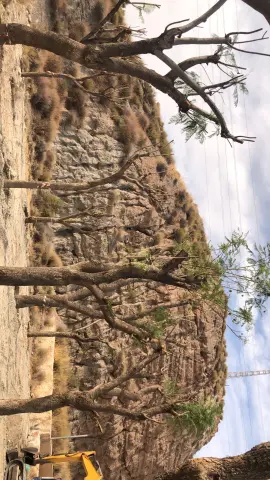 Lorca replanta 14 jacarandas que fueron retiradas de la Carretera de Caravaca
