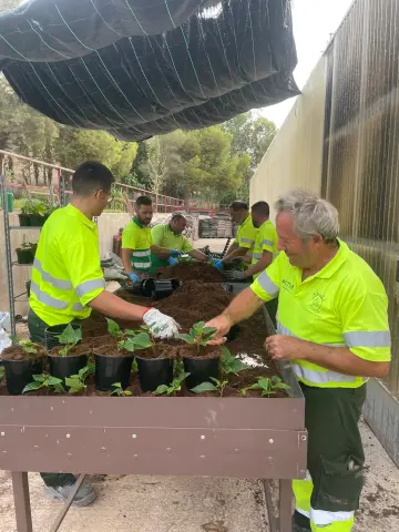 Lorca inicia plantación en viveros municipales de flores de pascua para Navidad