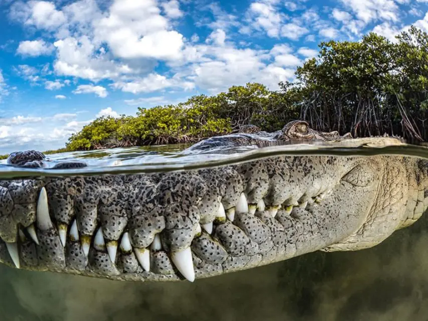 Impresionante fotografia de cocodrilo gana premio