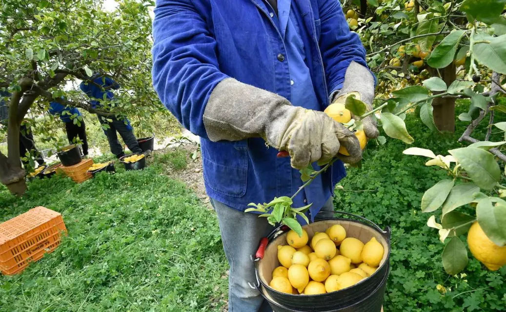 ¡Protocolos ya! Exportar cítricos al mundo es la meta  de la Comunidad