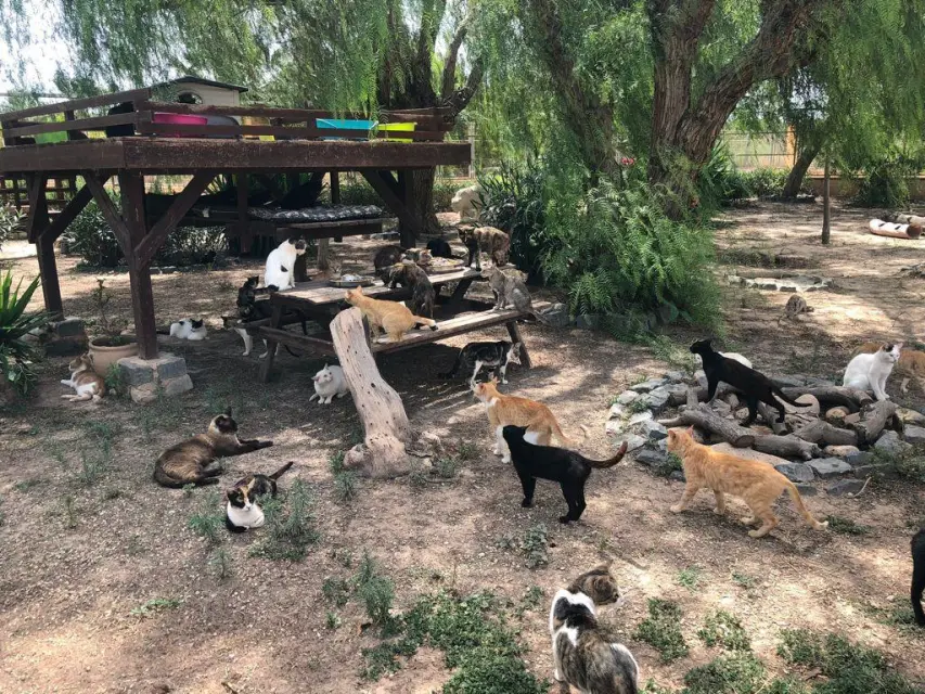 Primeras jornadas para fomentar el cuidado de los animales en Alicante