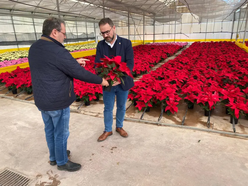 Pronto las flores de pascua adornarán los parques y jardines de Lorca