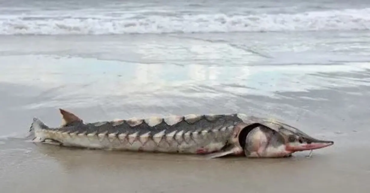 ¡Increíble! EN EEUU apareció cadáver de un esturión prehistórico en una playa