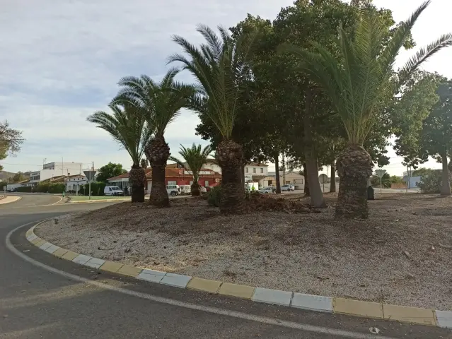 Ayuntamiento de Lorca realiza tratamiento de choque contra el picudo rojo en las palmeras de la Retonda de Purias
