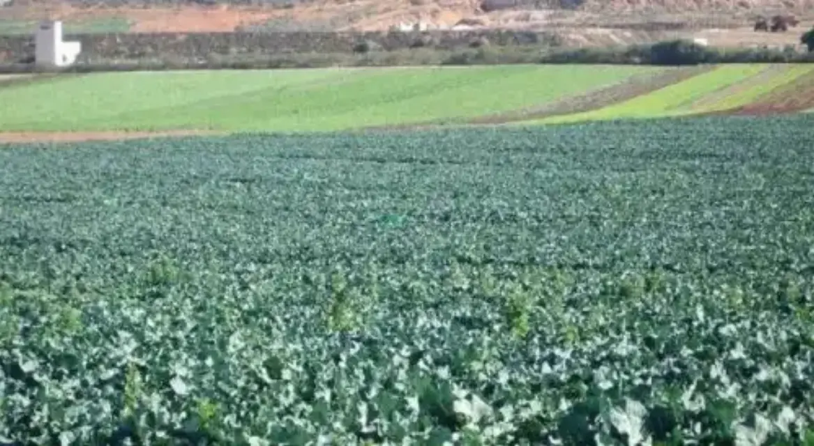 Alarma en el campo por la calificación como BIC de 500 hectáreas en Puerto Lumbreras