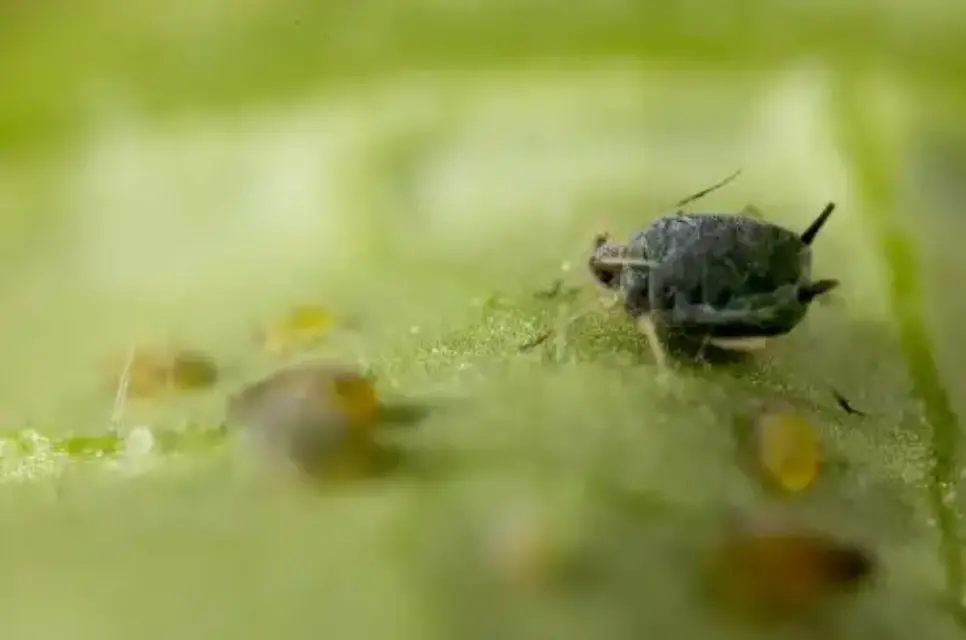 El éxito en la lucha biológica contra el micropulgón está determinado por el control de hormigas