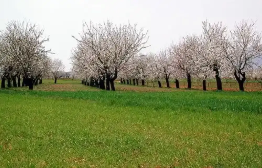 Murcia invertirá 14 millones en ayudas para mantener la agricultura ecológica
