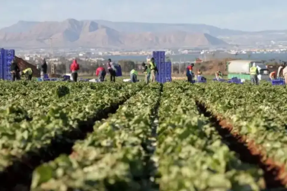 Los cultivos del Valle del Guadalentín y el Campo de Cartagena quedaron arruinados por la ola de frío