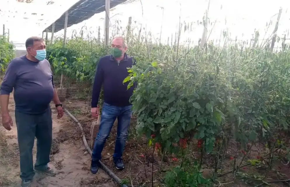 COITAAL recomienda el asesoramiento de un ingeniero agrícola para proteger el cultivo de las recientes heladas
