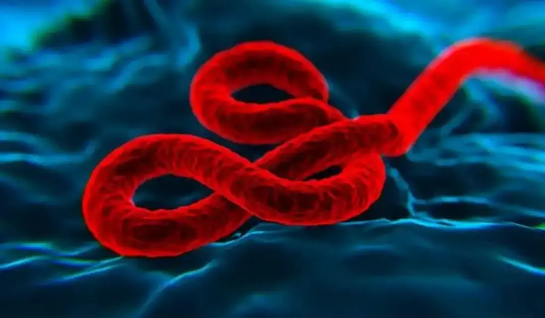 Científicos comparan efectos duraderos del Covid con los del Ébola y Chikungunya