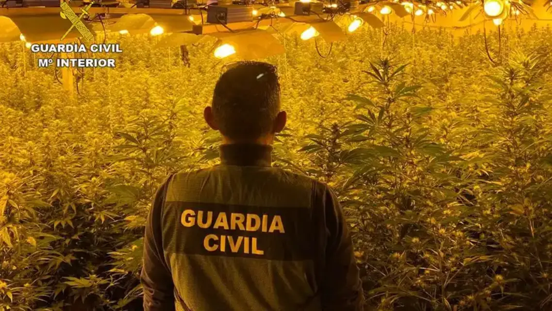 Se adelantaron al Día del Árbol, dos detenidos por el cultivo de Marihuana en invernaderos de Cartagena