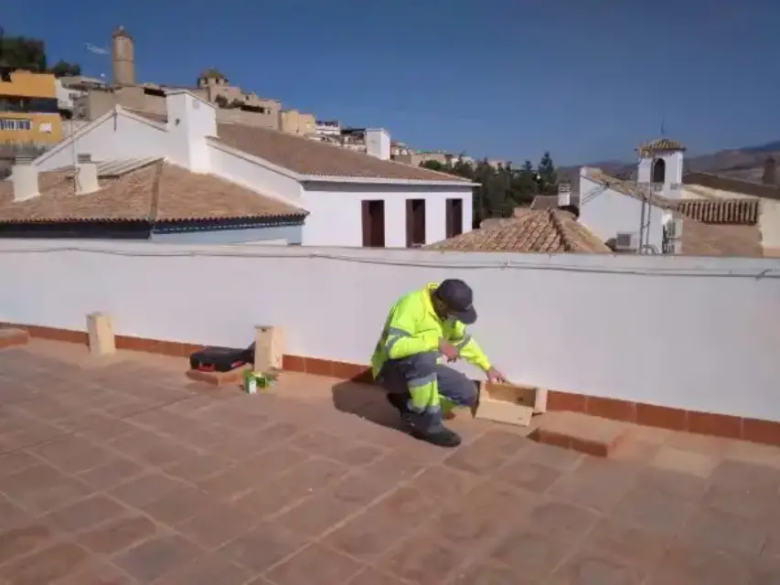 Lorca instala 25 casas nido en edificios municipales para la cría del vencejo