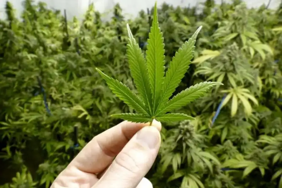 Cultivos de marihuana han aumentado en la Región desde que comenzó la pandemia