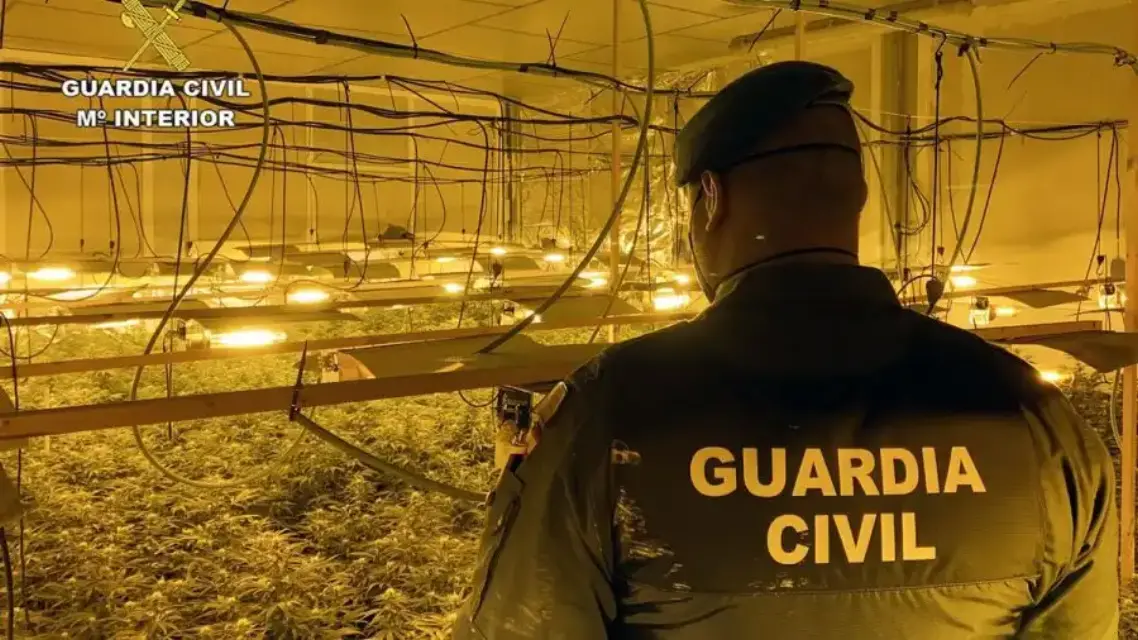 Descubren importante cultivo de marihuana en antiguo concesionario de Cieza