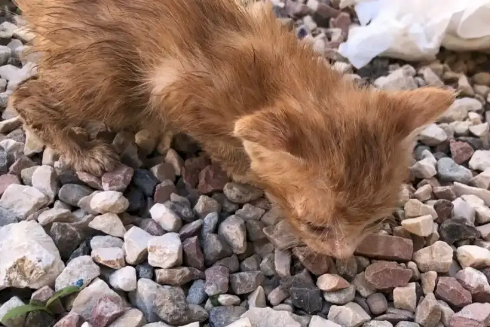 Encuentran a cinco cachorros de gato abandonados en una maleta hermética en Alicante