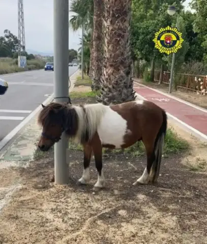 En Alicante la Policía rescata a un poni en peligro de ser atropellado