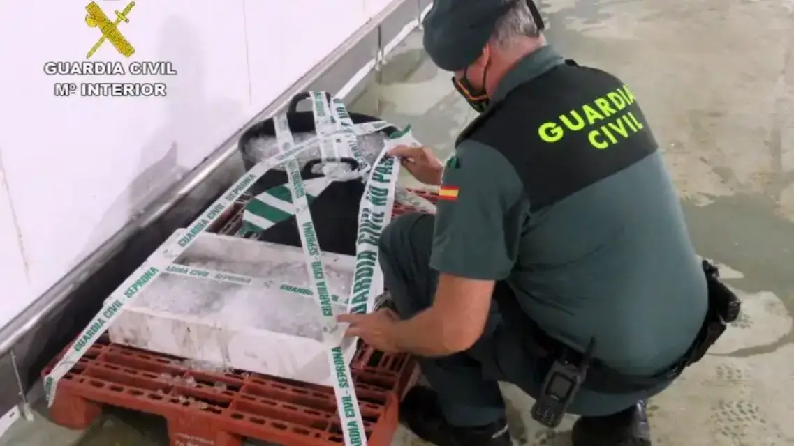 Incautan más de 35 kilos de pulpo de talla inferior a la permitida en Mazarrón