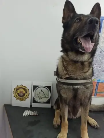 La Unidad Canina detiene a un recluso con una maleta hachís y heroína en Alicante