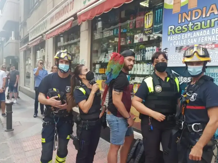 Rescate peculiar de un guacamayo encaramado en una cornisa en Alicante