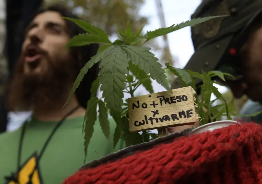 Entérate por qué los políticos debaten legalización del Cannabis