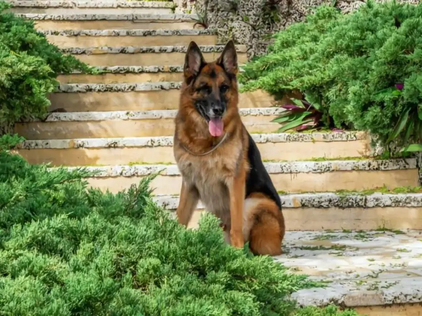 Estrategia de mercadeo: ¿El Perro Gunther VI vende su mansión?