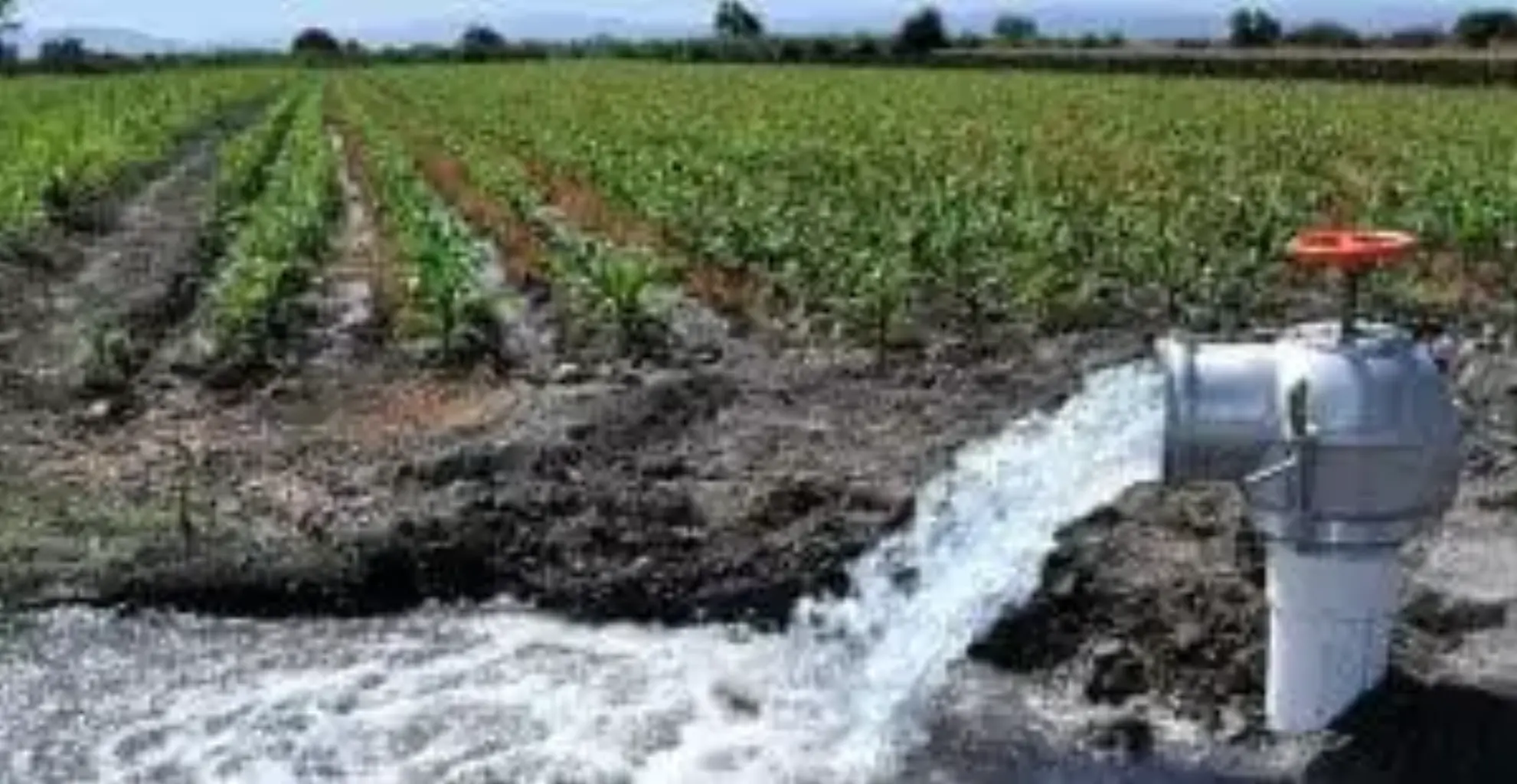 Campo de Cartagena
